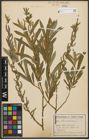 Foto von Salix purpurea L.